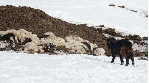 Зудын улмаас 380 өрх ямар ч малгүй болжээ